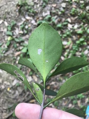 Microtropis japonica, photograph author not stated, no rights reserved