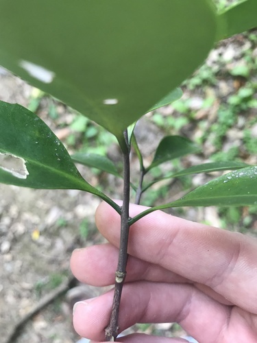 Microtropis japonica
