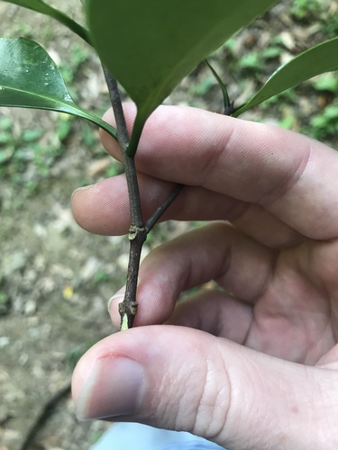 Microtropis japonica, photograph 2