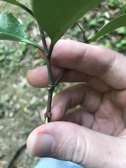 Microtropis japonica, photograph author not stated, no rights reserved