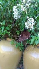 Euploea mulciber barsine