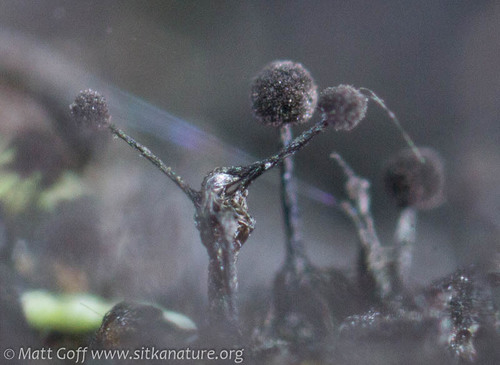Sorocybe resinae
