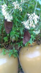 Euploea sylvester swinhoei