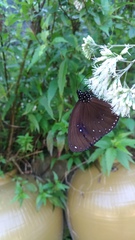 Euploea sylvester swinhoei