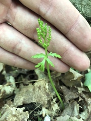 Botrychium angustisegmentum