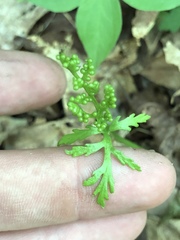 Botrychium angustisegmentum