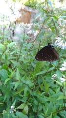 Euploea sylvester swinhoei