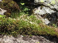 Harrimanella hypnoides