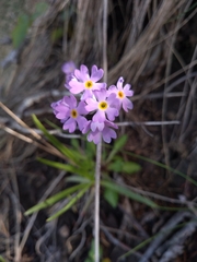 Primula laurentiana