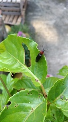 Ludioschema obscuripes