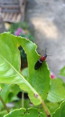 Ludioschema obscuripes