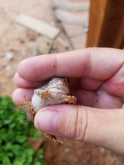 Anaxyrus fowleri