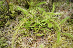 Diphasiastrum alpinum