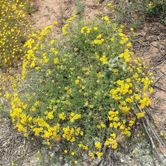 Oncosiphon suffruticosus