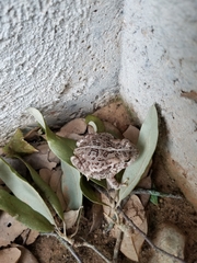 Anaxyrus fowleri