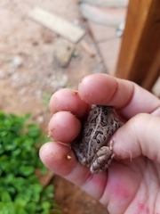 Anaxyrus fowleri