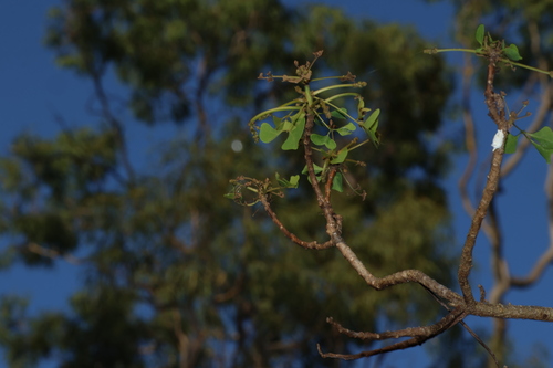 Image of Erythrina vespertilio by (c) Greg Tasney, some rights reserved (CC BY-SA)