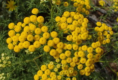 Oncosiphon suffruticosus