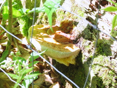 Fungi