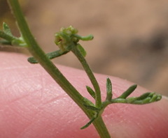 Oncosiphon suffruticosus