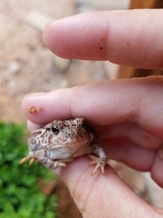 Anaxyrus fowleri