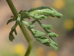 Oncosiphon suffruticosus