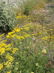 Oncosiphon suffruticosus