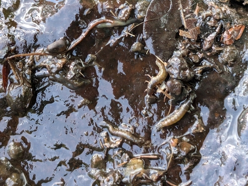 Net-spinning caddisfly photo 6