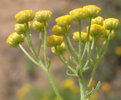 Oncosiphon suffruticosus