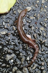 Subdoluseps bowringii