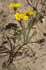 Rhynchopsidium pumilum