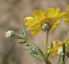 Rhynchopsidium pumilum