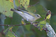 Tennessee Warbler photo 5
