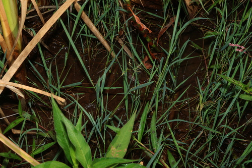 Image of Leersia hexandra by (c) Greg Tasney, some rights reserved (CC BY-SA)