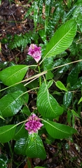 Palicourea chiriquiensis