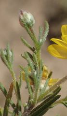 Rhynchopsidium pumilum