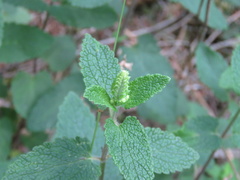 Teucrium