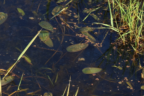Image of Swamp Lily (Ottelia ovalifolia) by (c) Greg Tasney, some rights reserved (CC BY-SA)