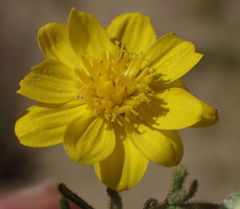 Rhynchopsidium pumilum