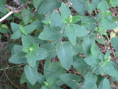 Teucrium