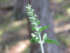 Teucrium
