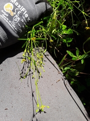 Hypericum gentianoides