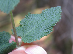 Teucrium