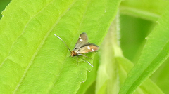 Cauchas leucocerella