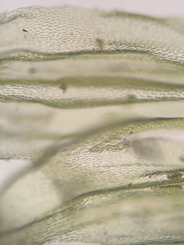 Palamocladium wilkesianum observed 2024-09-17