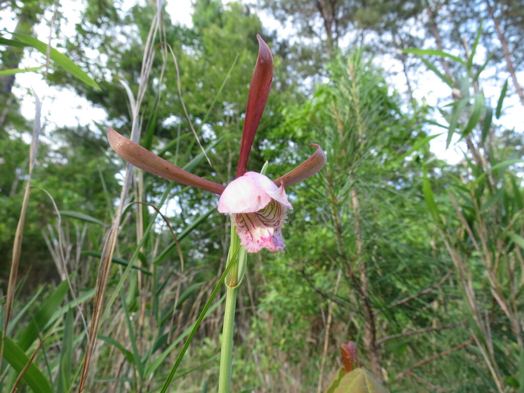 Cleistesiopsis divaricata
