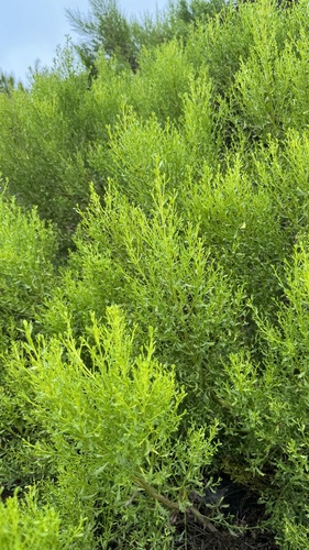 iNaturalist observation photo of coyote brush