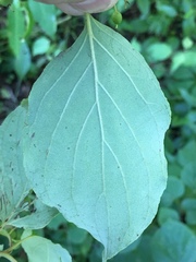 Cornus foemina