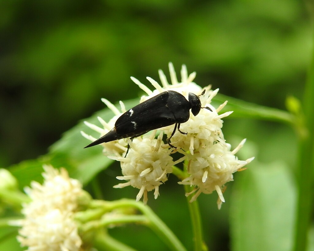 Mordella clavicornis
