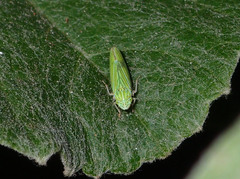 Graphocephala cythura